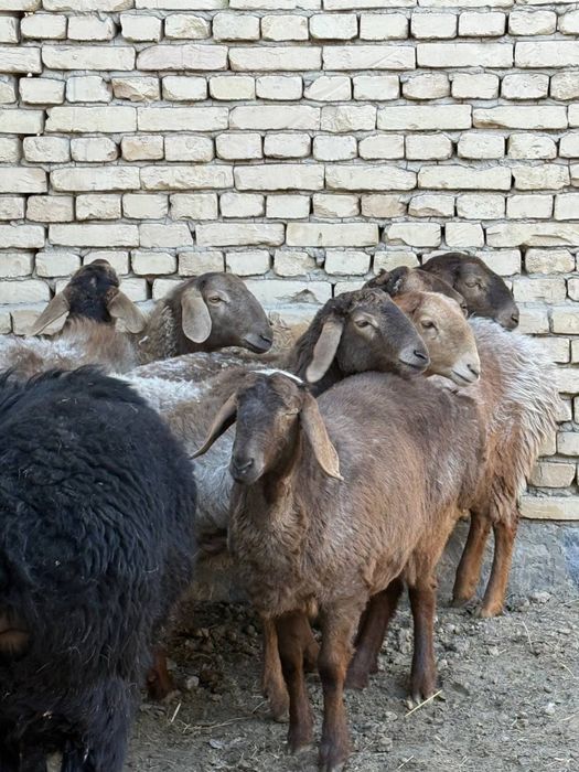 quylar sotiladi 7 moda barrala