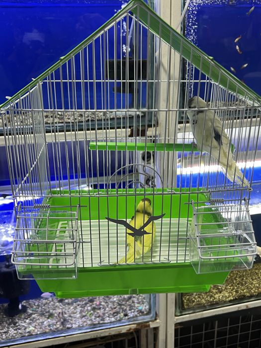 Har hil turdagi papugaylar qafaslari bilan