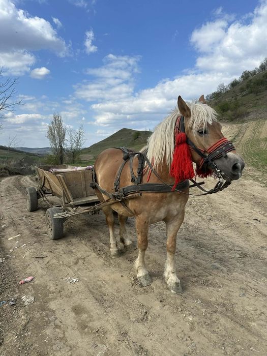 Iapa de vânzare ai de afatat de 3 ani mai multe detalii la nr de tel efon  0758804711 nu răspund la mesaje