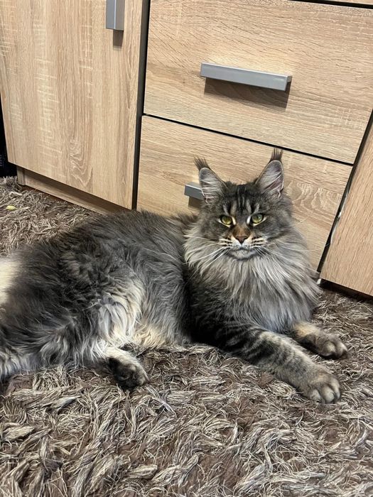 Femela Maine Coon Drept de REPRODUCERE PEDIGREE