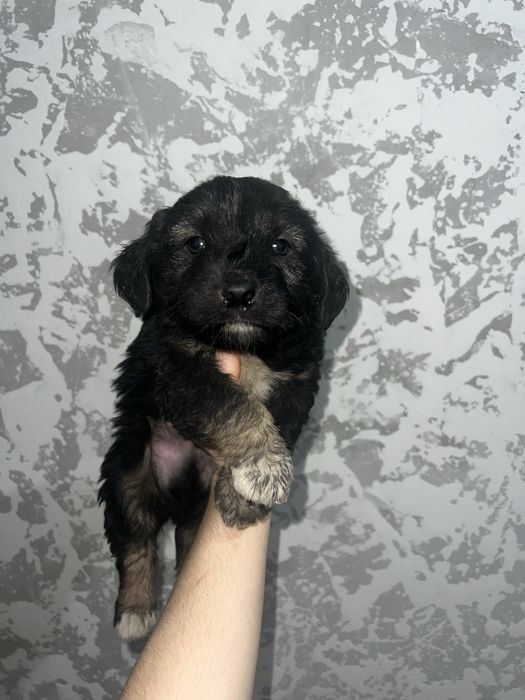 Отдам щенят в хорошие руки