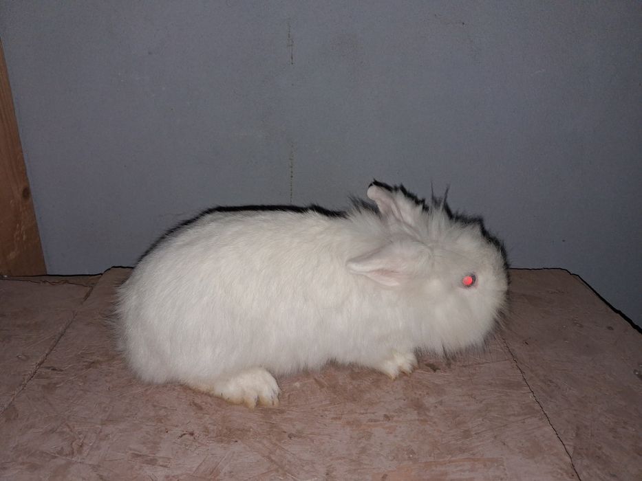 Cap de leu pitic femela gestanta