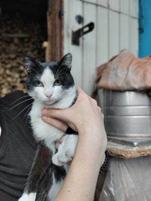 Отдам доброго кота.