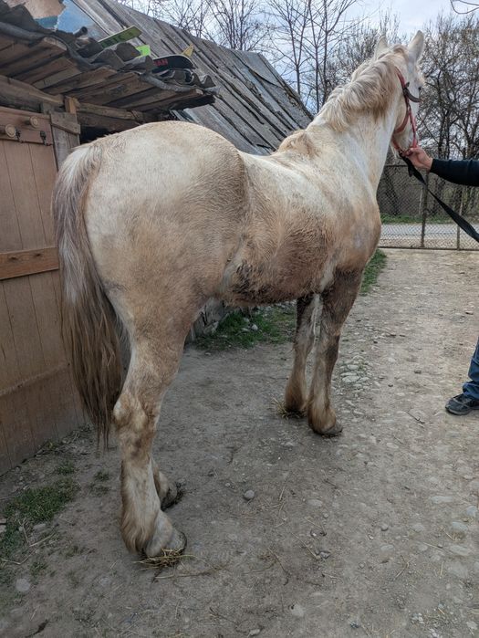 Vând cal castrat de șase ani