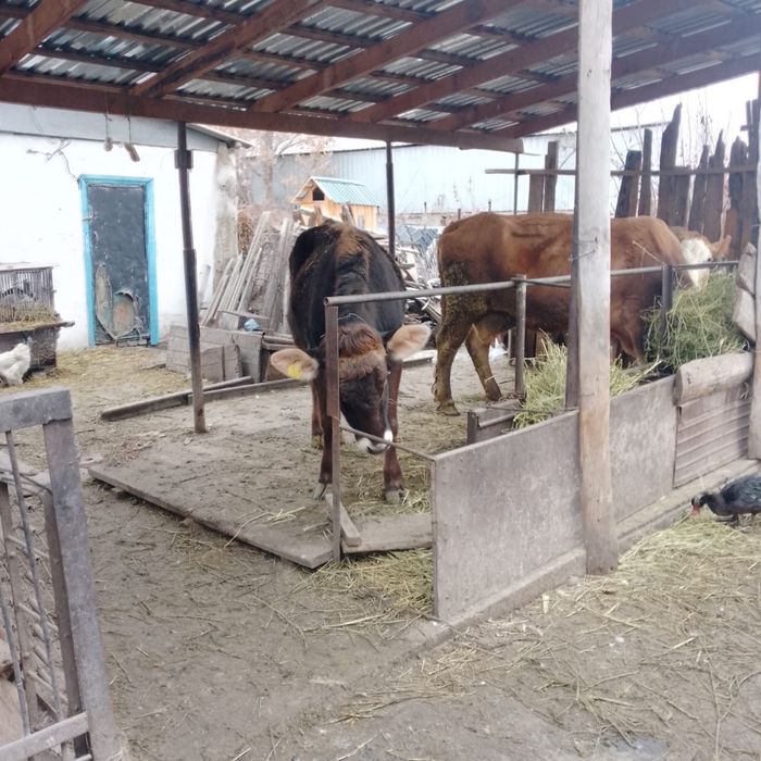 Продам тёлочку хорошую