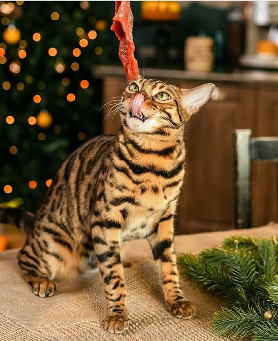 Бенгальские котята с документами.