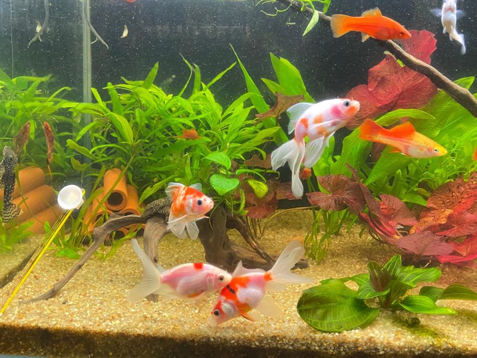 Продам аквариум