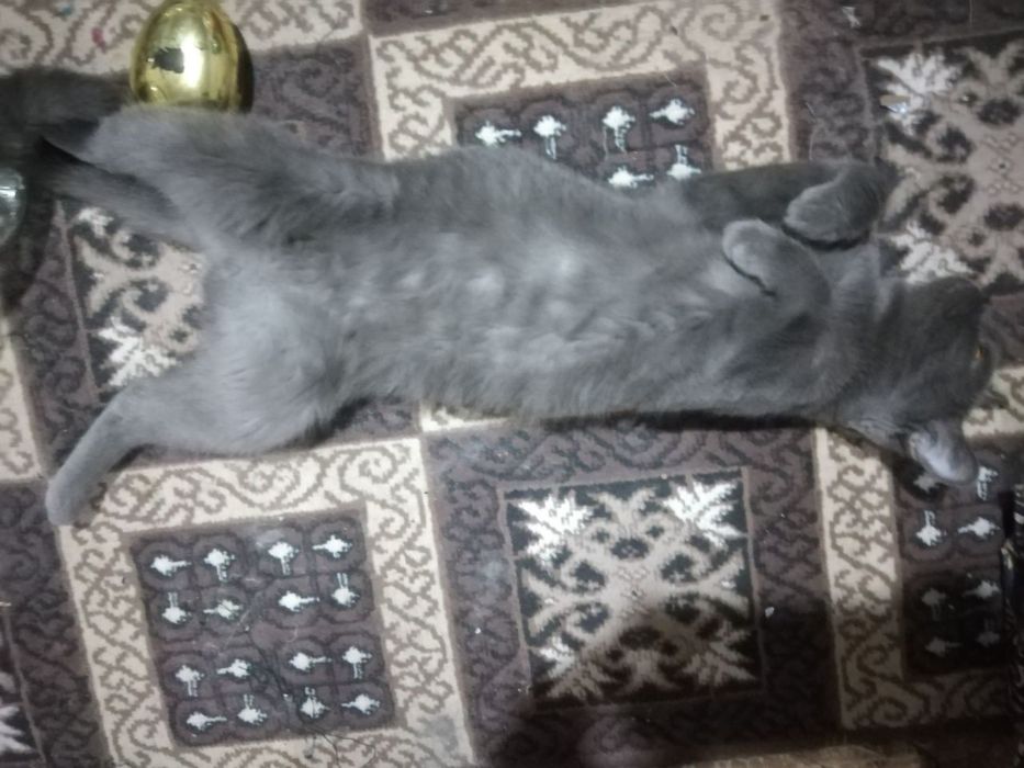 Прадаётся кошка срочно