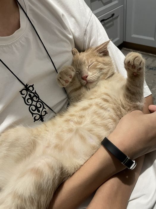 продам котёнка! 10.000