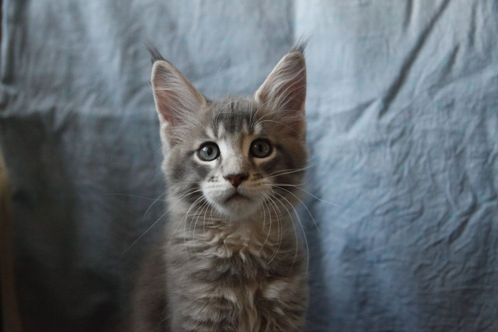 Продается Мальчик Мейн-кун