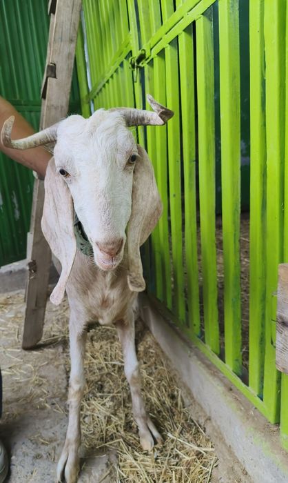 Продаем козу и козла