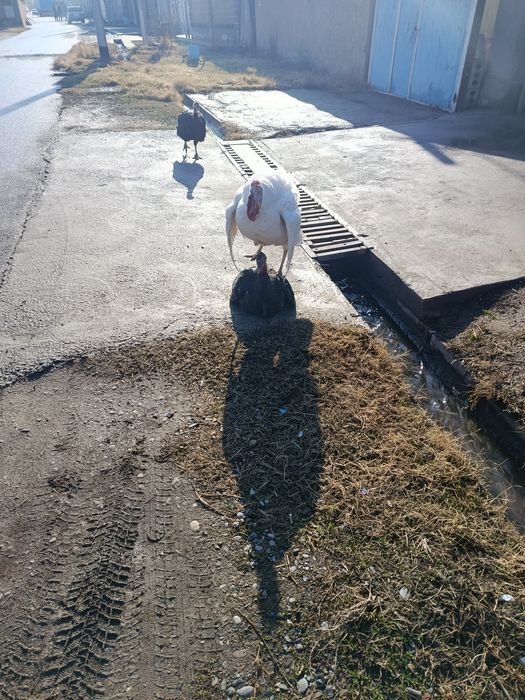 Сатылады жағдайы жақсы үндік