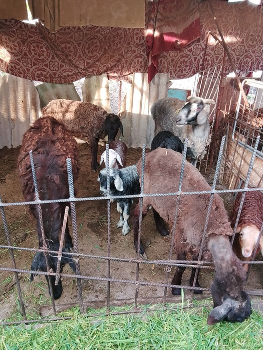 *Козы корова бараны