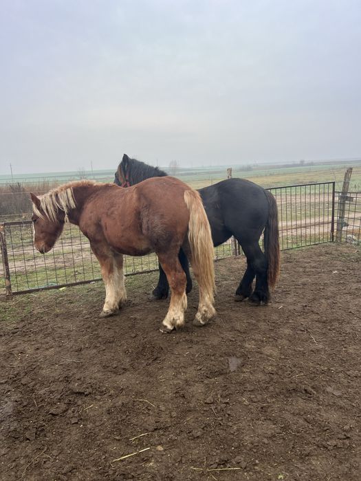 Vând sau schimb cu viței doi mânzi