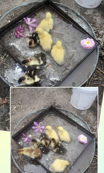 Продам индоутку с утятами 13 шт.