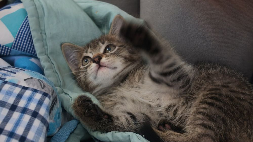 Отдам котенка (2 месяца)