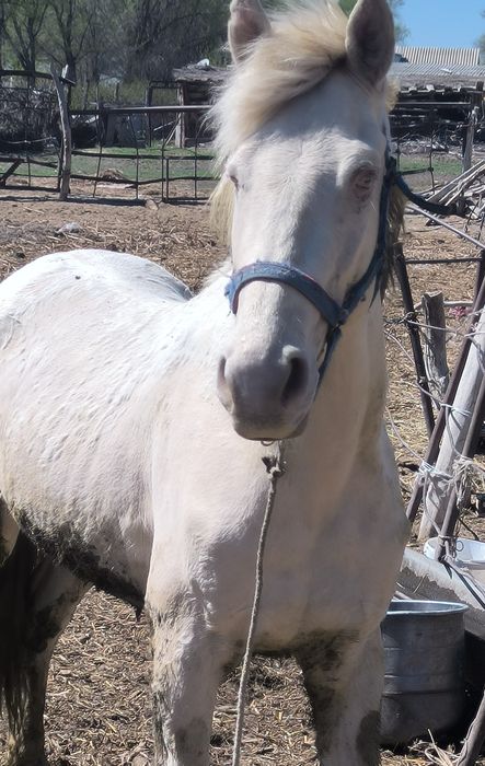 Жеребец, молодой