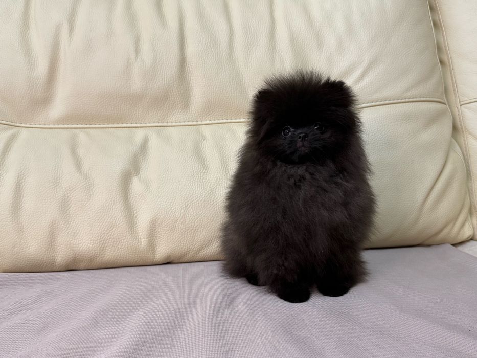 Померанский шпиц, девочка