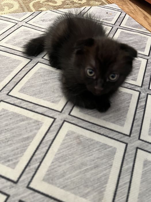 Веслоухие котята