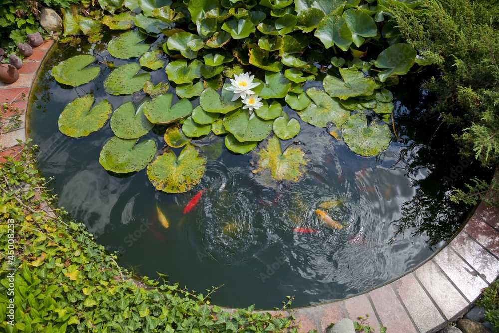 Лотос, цветок для вашего пруда или ванны. Символ богатства и роскоши.