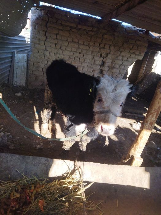 Еркек баспак сатылады