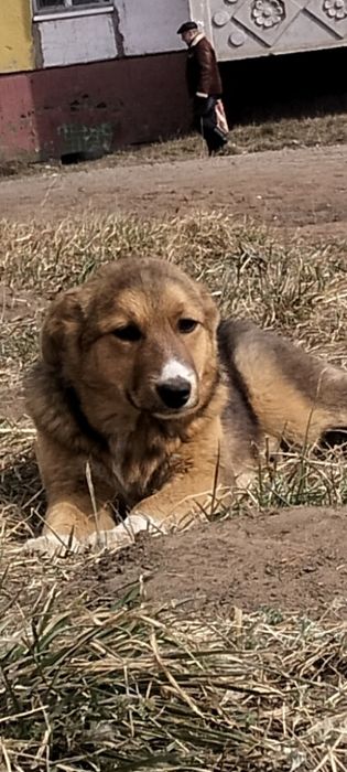 Девочка - красавица,умняшка,обояшка!!!