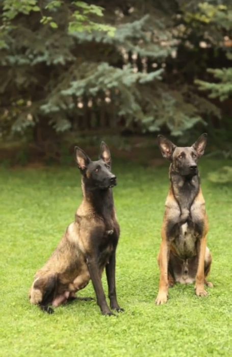 Щенок бельгийской овчарки малинуа