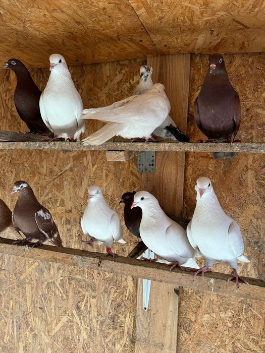 Голуби бойные в Косшы