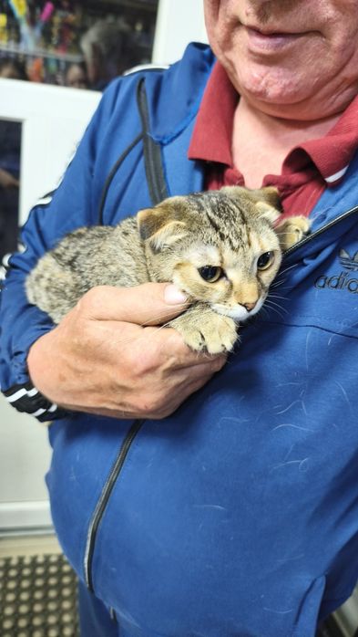 Отдам котят в добрые руки