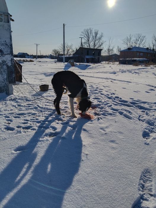 Продаю тазы кобель