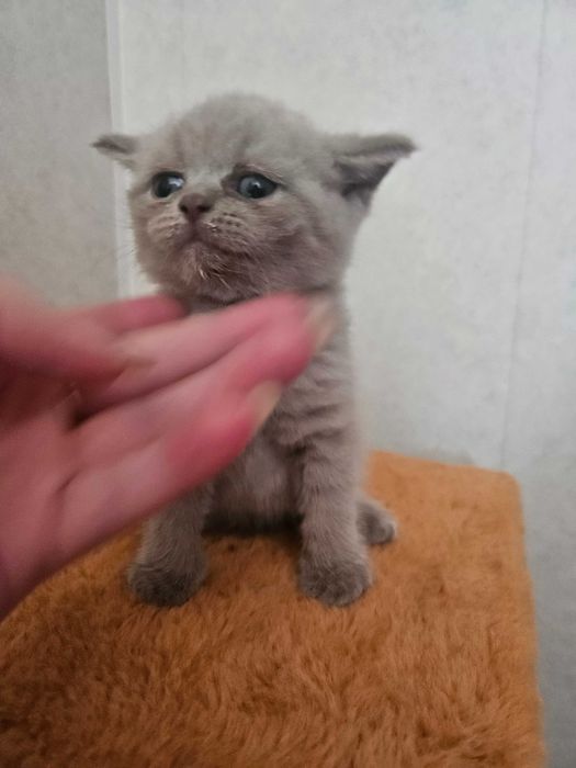Британские котята