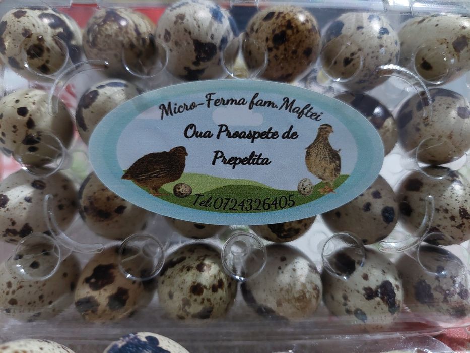 Oua de Prepelițe ptr Tratament/Consum/