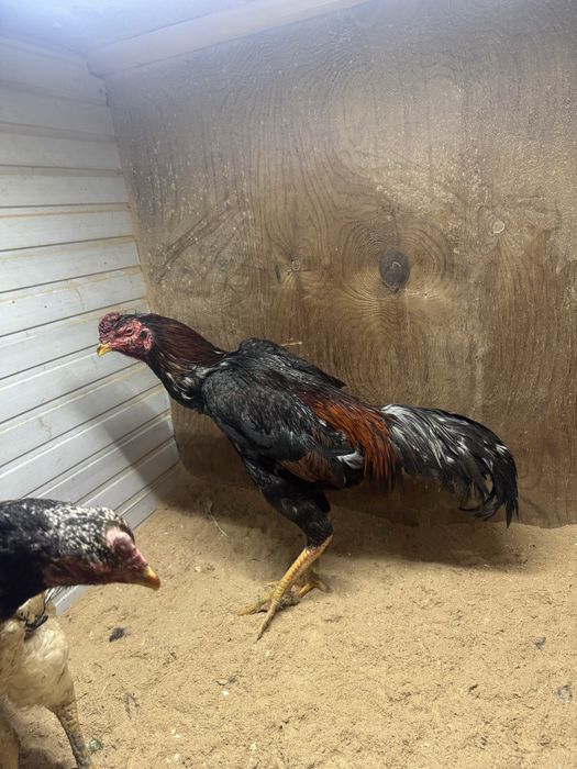 хороз сотиладии