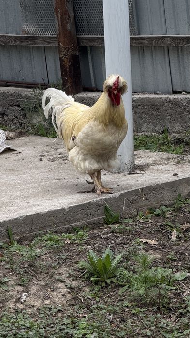 Жаа қораз сатылады болмаса обмен