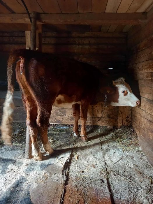 Vand junincă balțată