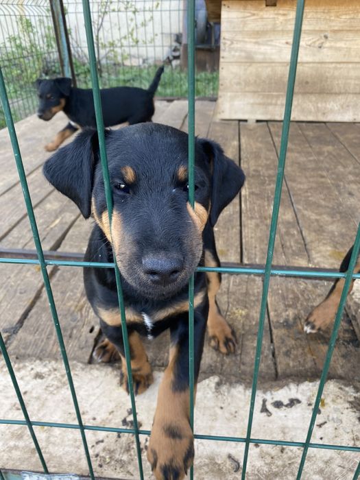 Продам щенков ягдтерьера!