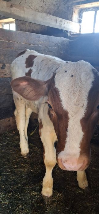 Vând vițică                .