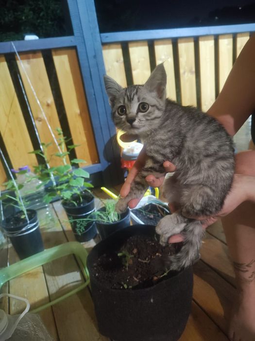 Отдам котенка даром