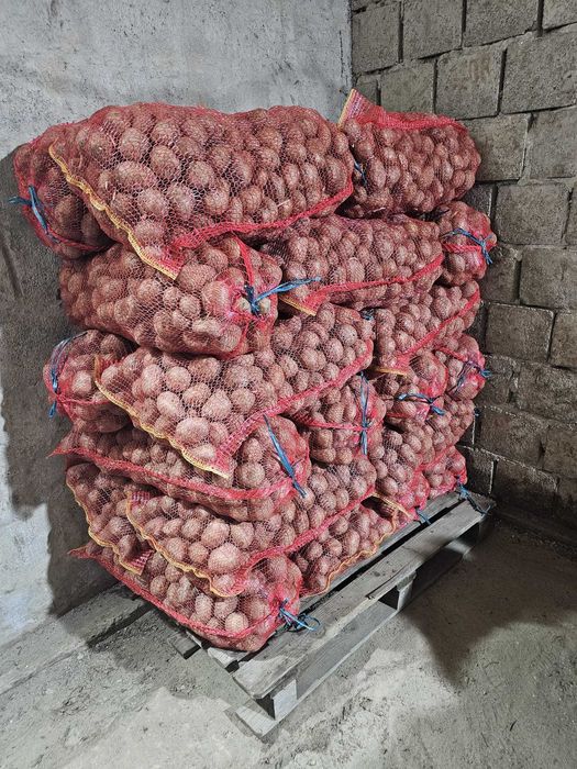 Cartofi consum alb carrera si rosu bellarosa +50 ambalat saci 25 kg