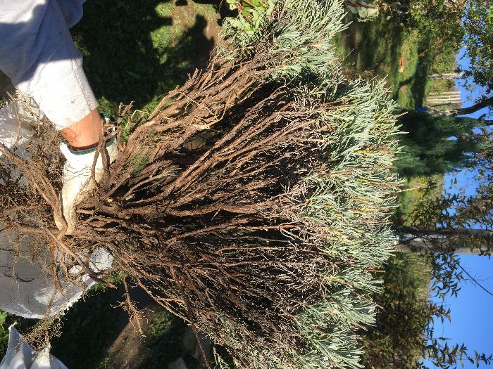 Butasi afin canadian Saskatoon, lavanda.