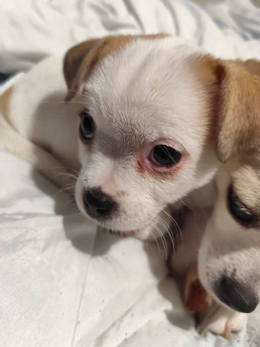 Продавам кученца