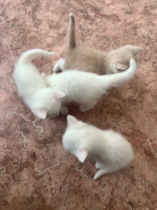 Отдам даром в хорошие руки