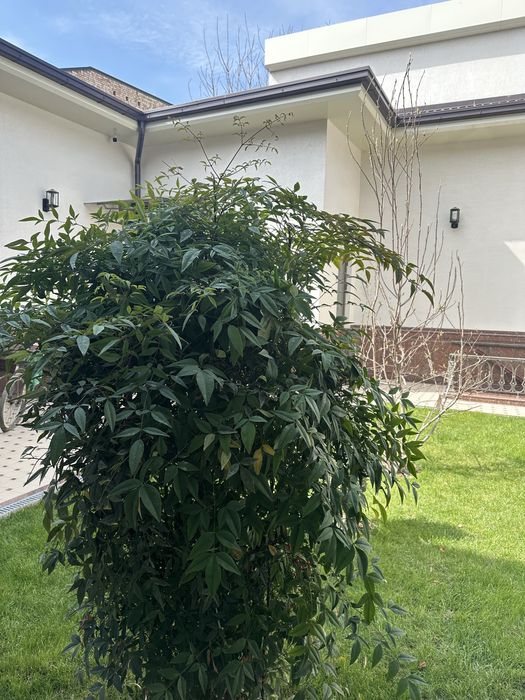 Нандина растение