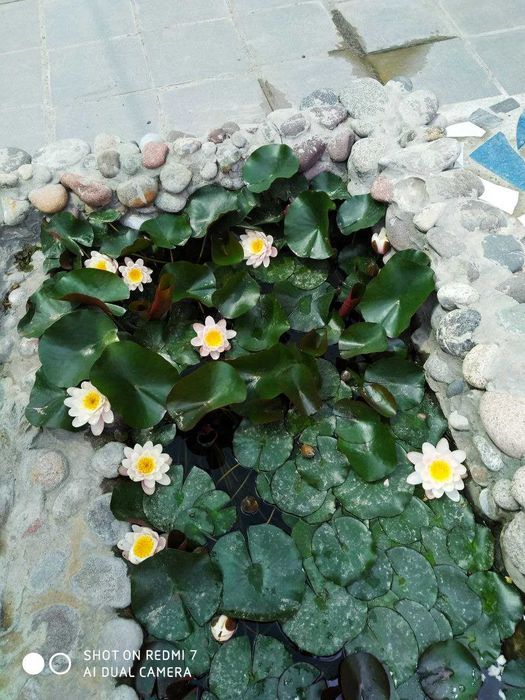 Водяные лилии, кувшинки продаю в Ташкенте