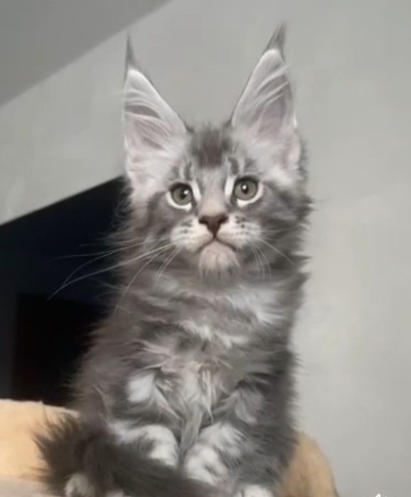 Котята мейнкун продаю