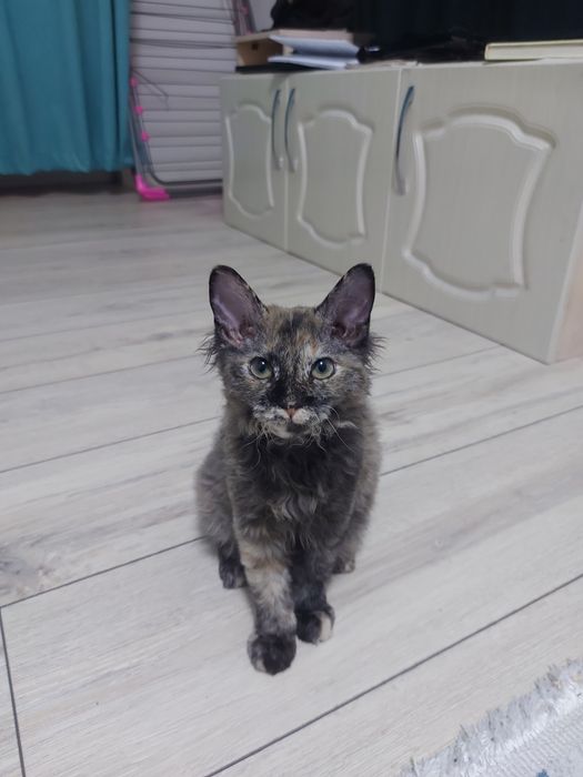 Котёнок в добрые руки