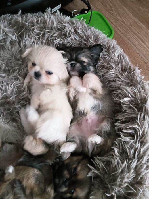 Продам щенков Пекинес. Недорого. 1,5 МЕСЯЦА..