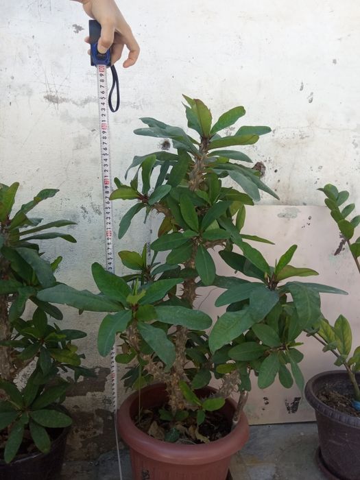 Цветы офисные, домашние