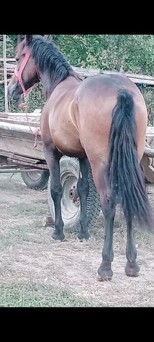 Vând mânză sau schimb
