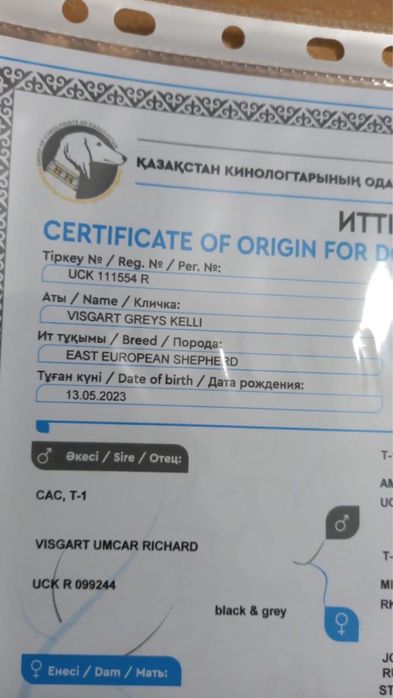 Восточноевропейская овчарка